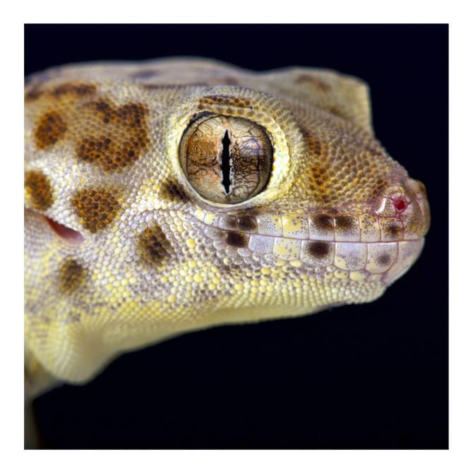 Frog-eyed (Wonder) Gecko