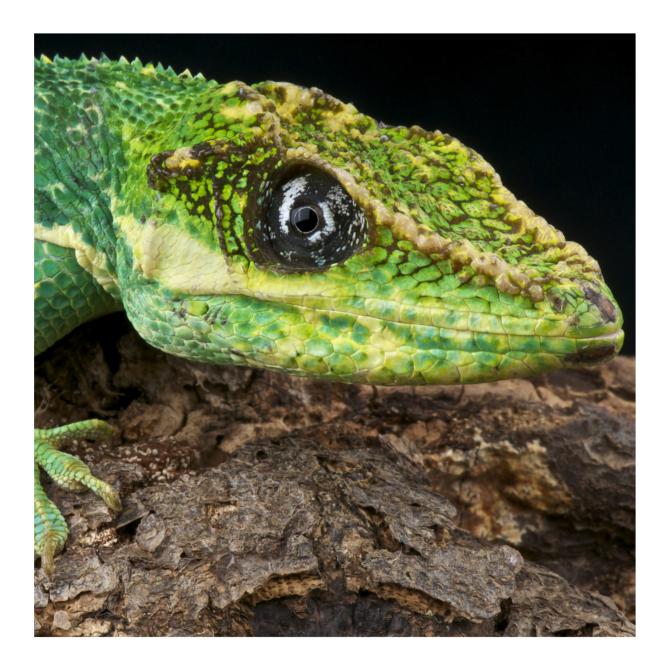 Cuban Knight Anole