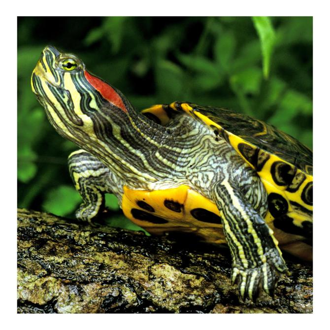 Red Earded Slider