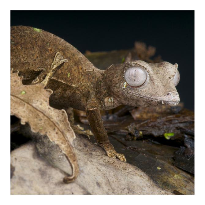 Satanic Leaf Tailed Gecko