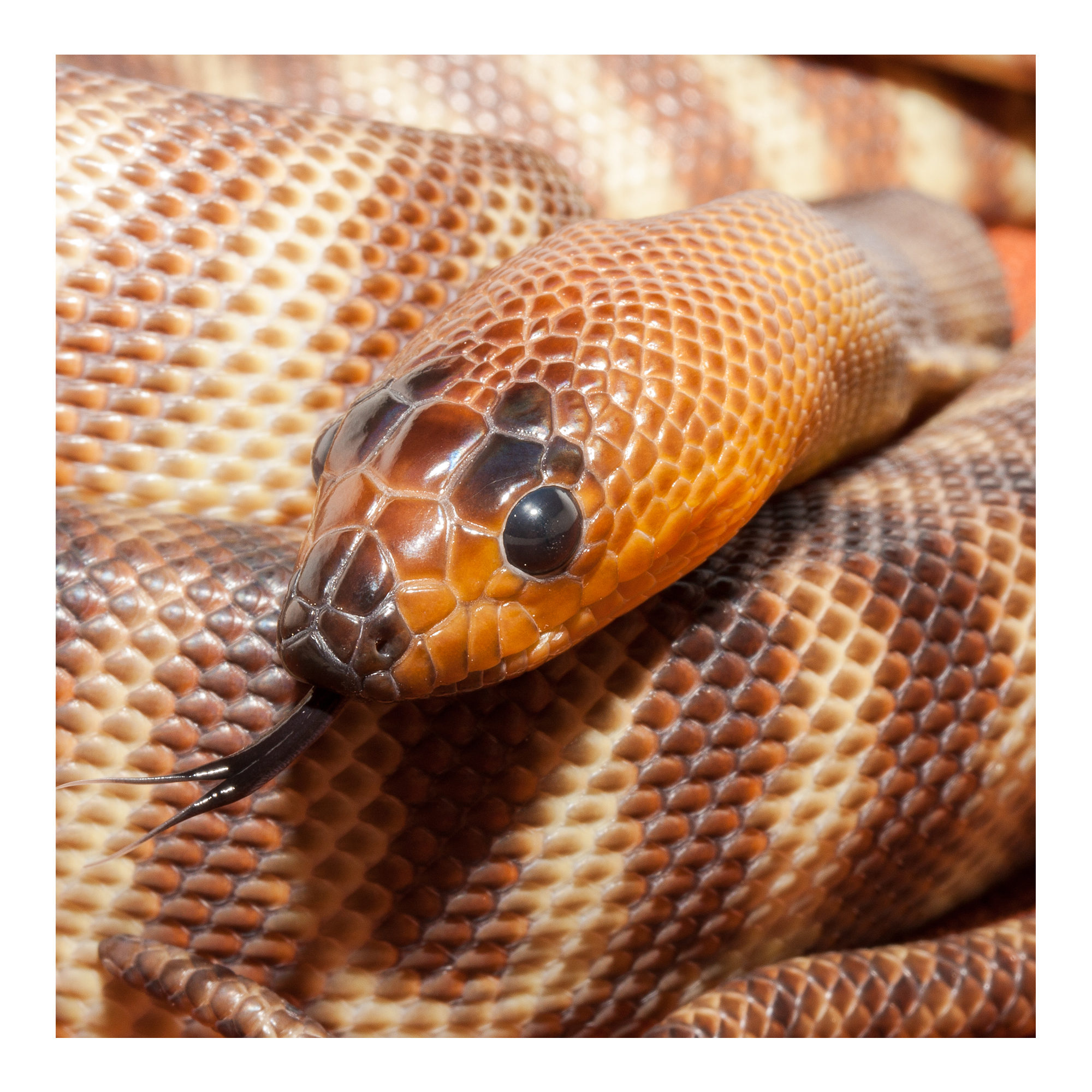 Woma Python