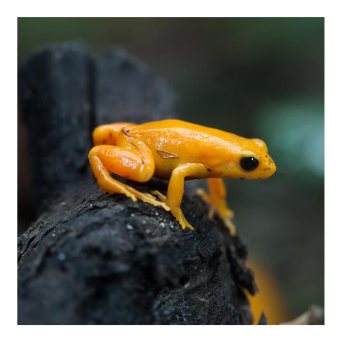 Golden mantella