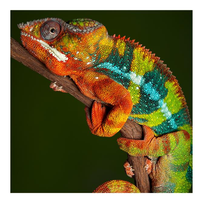 Panther Chameleon