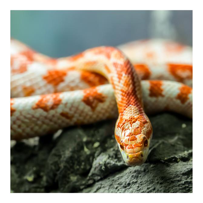 Corn Snake