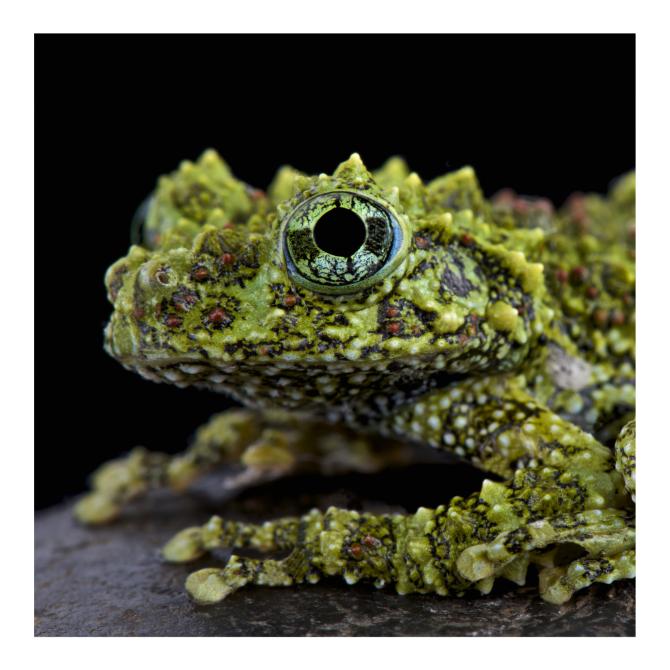 Mossy Frog