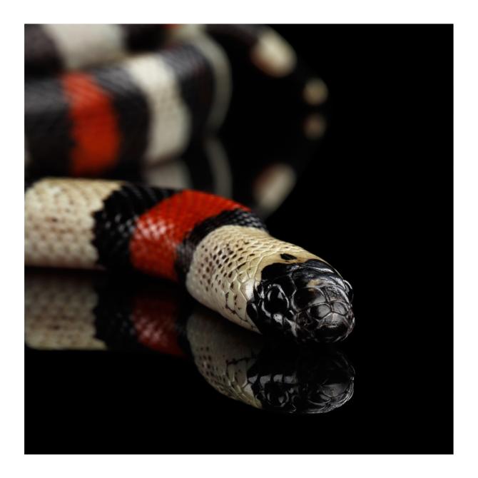 Pueblan Milk Snake