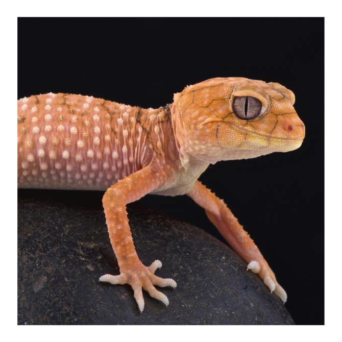 Rough Knob Tailed Gecko