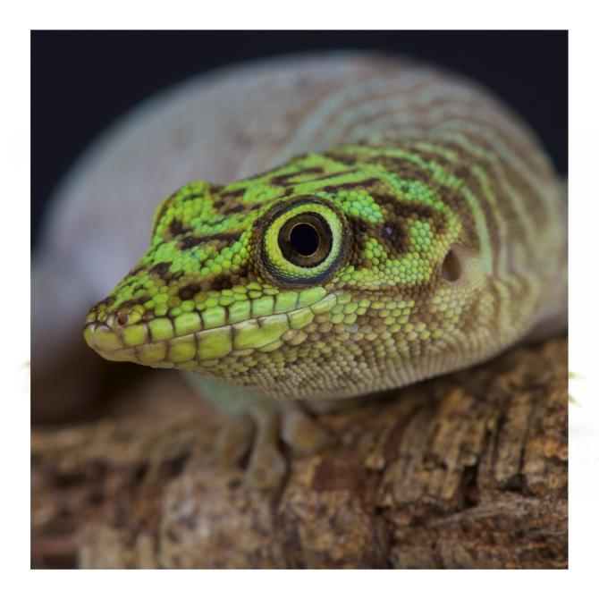 Standing Day Gecko